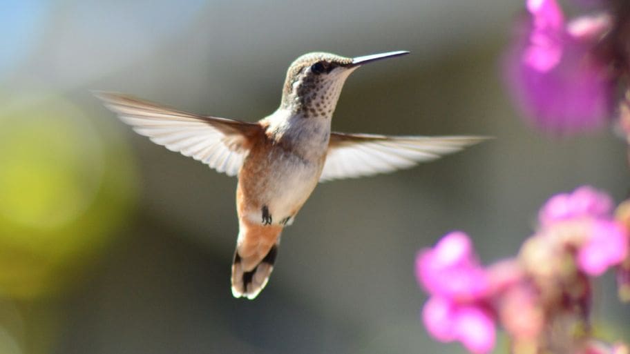Birthday Wishes for Bird Lovers