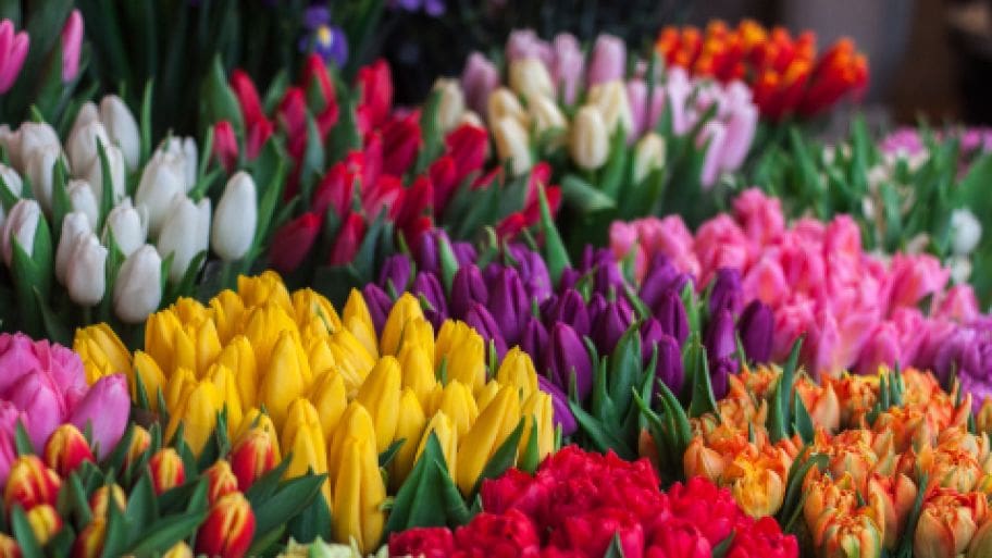 Birthday Wishes for Flower Lovers