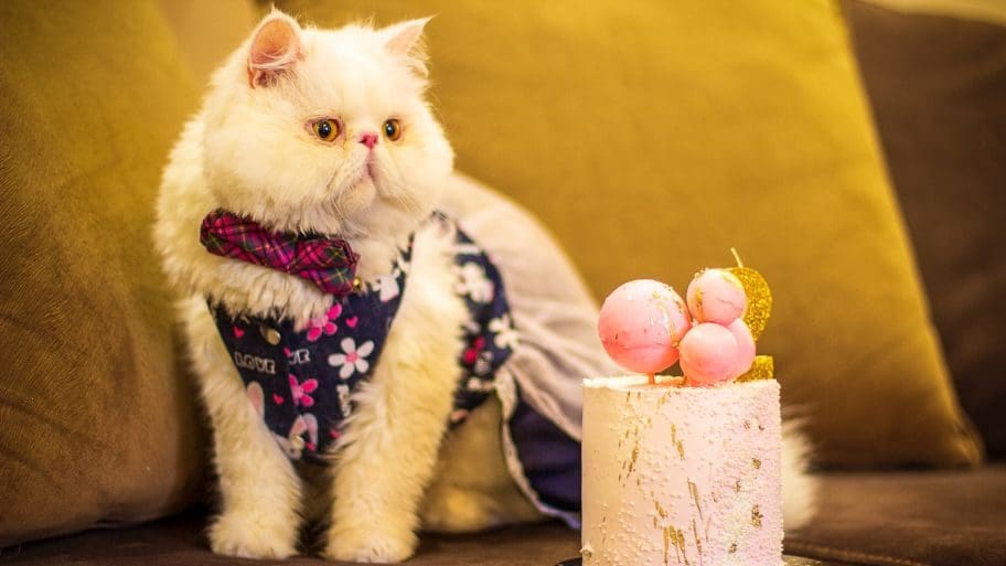 Birthday Wishes for Cat Lovers