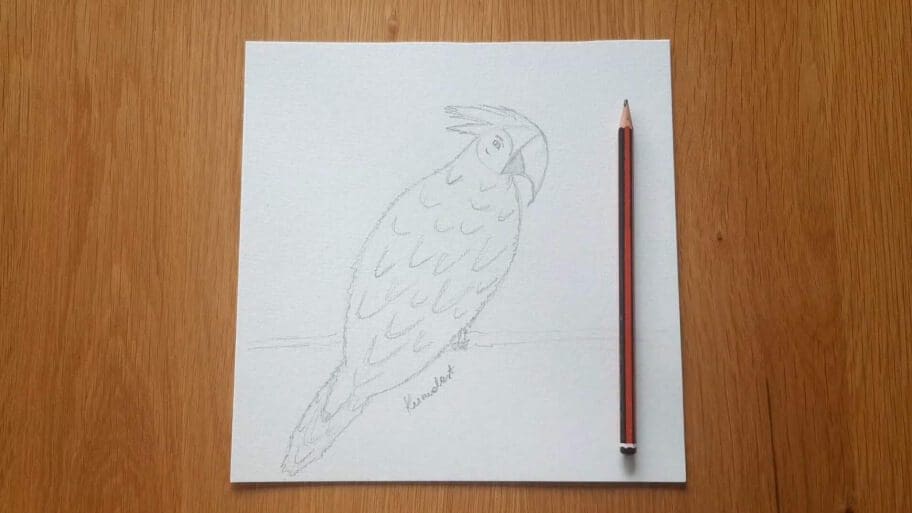 Parrot Drawing