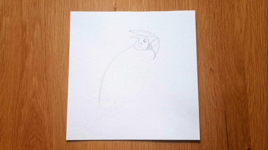Parrot Drawing