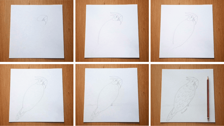 How To Draw A Parrot Step By Step - 13 Easy Steps!