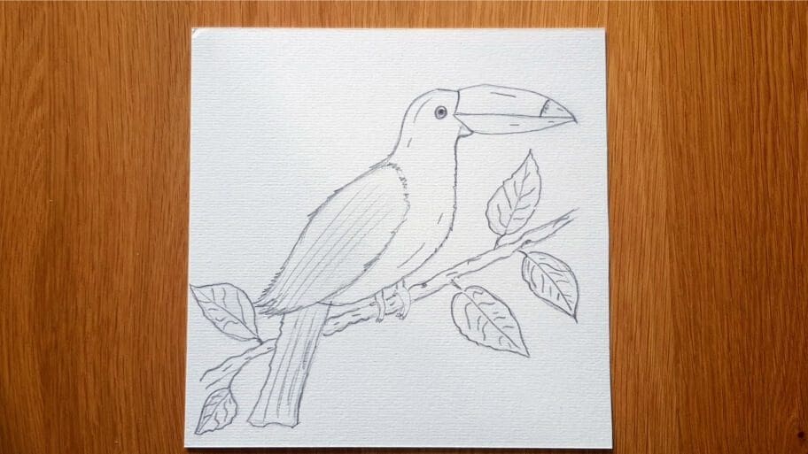 Bird Drawing