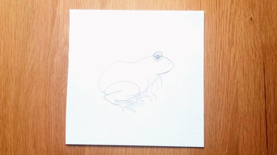 Frog Drawing