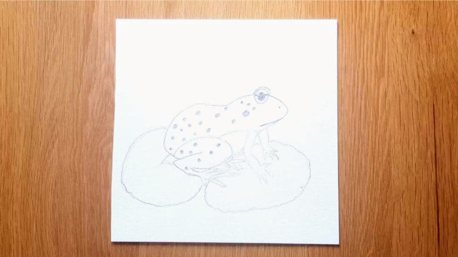 Frog Drawing