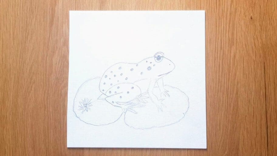 Frog Drawing
