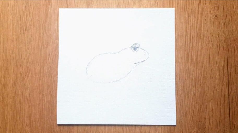 Frog Drawing