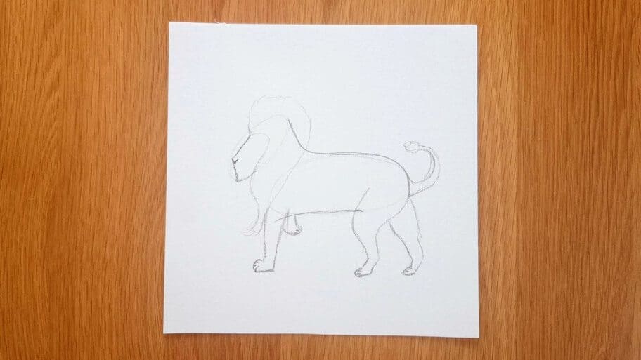Lion Drawing