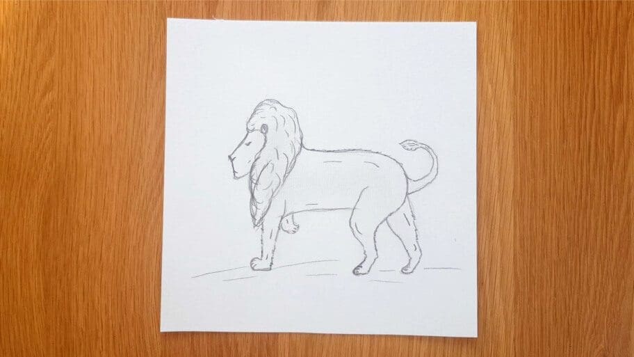 Lion Drawing