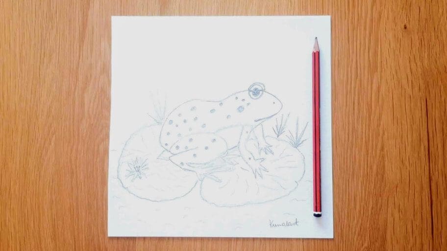 Frog Drawing