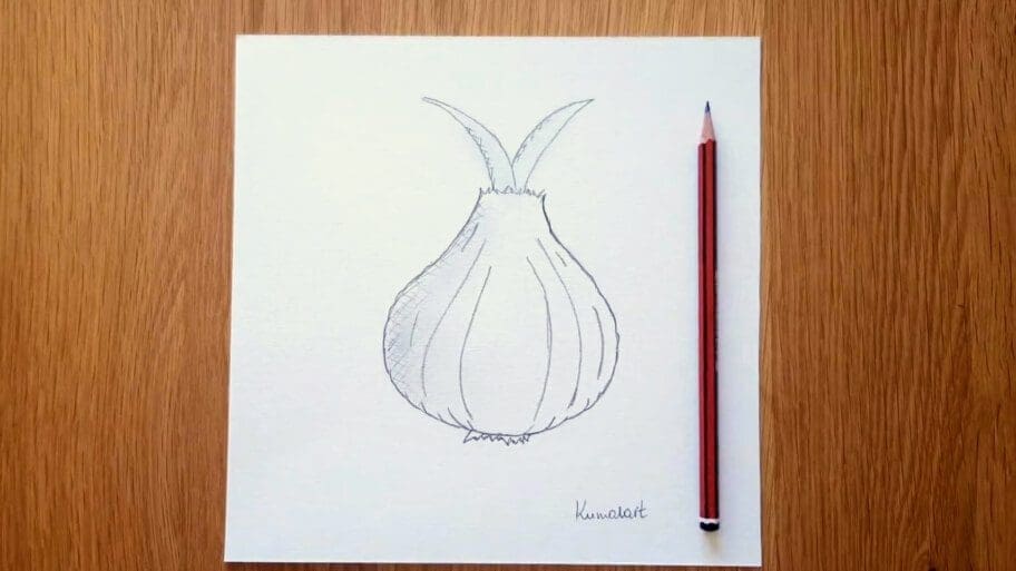 Onion Drawing