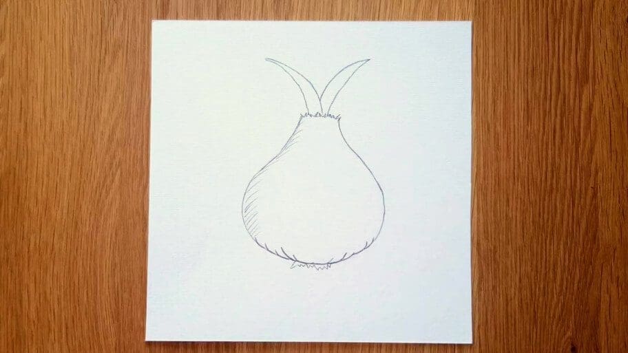 Onion Drawing