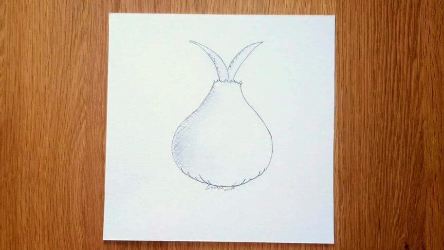 Onion Drawing