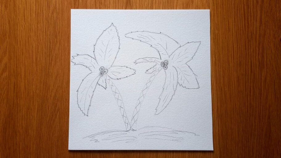 Palm Tree Drawing