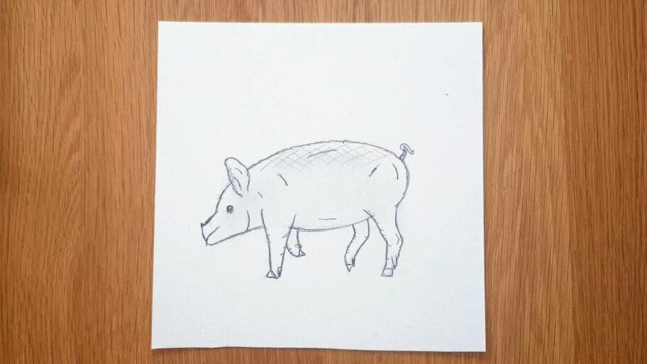 Pig Drawing