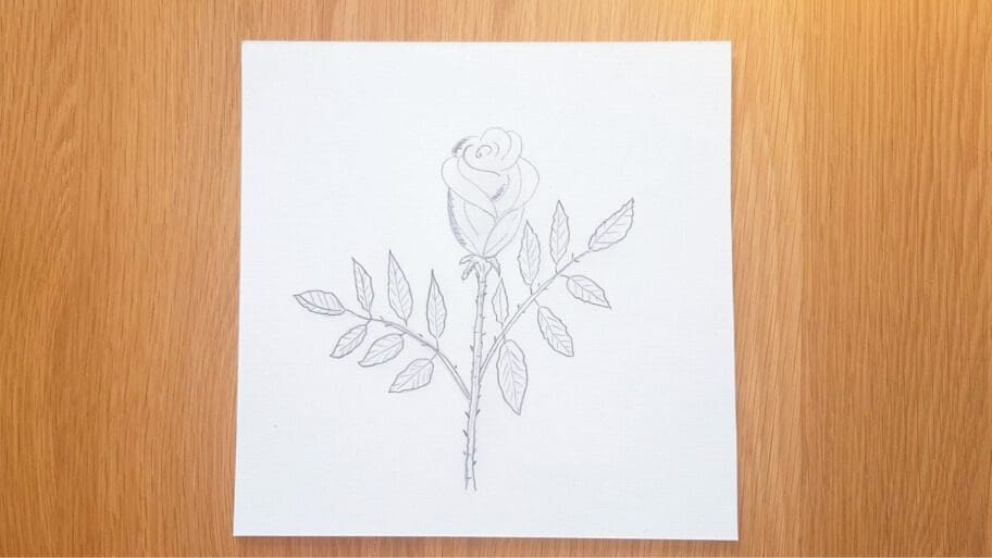Rose Drawing