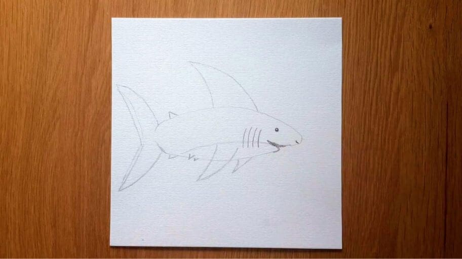 Shark Drawing