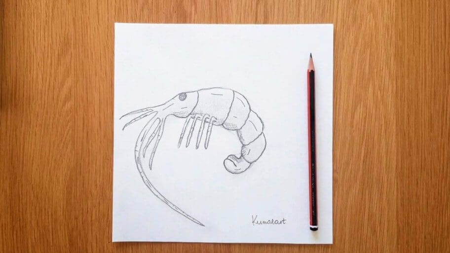 Shrimp Drawing