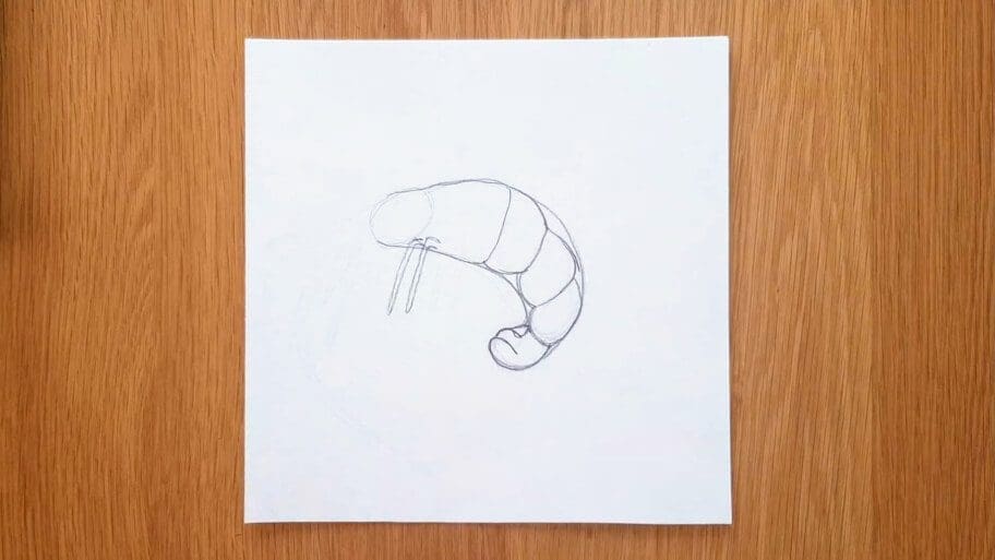 Shrimp Drawing