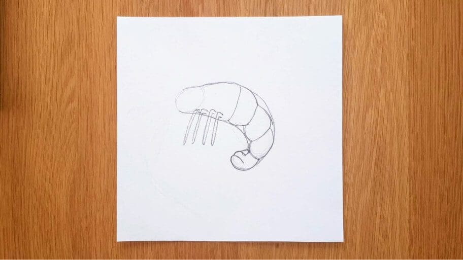 Shrimp Drawing