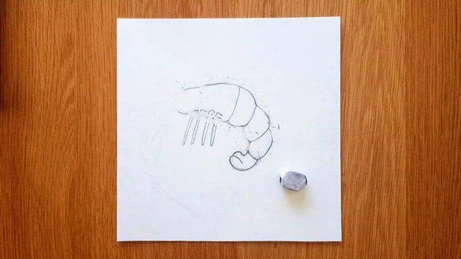 Shrimp Drawing