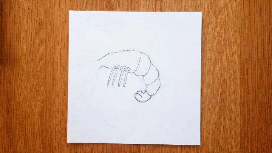 Shrimp Drawing