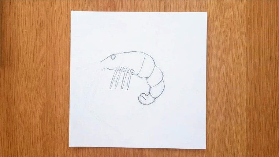 Shrimp Drawing