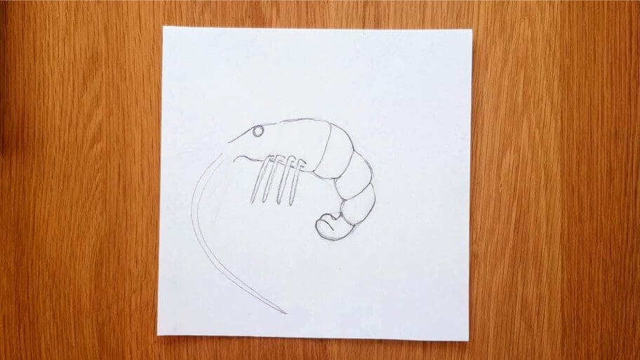 Shrimp Drawing