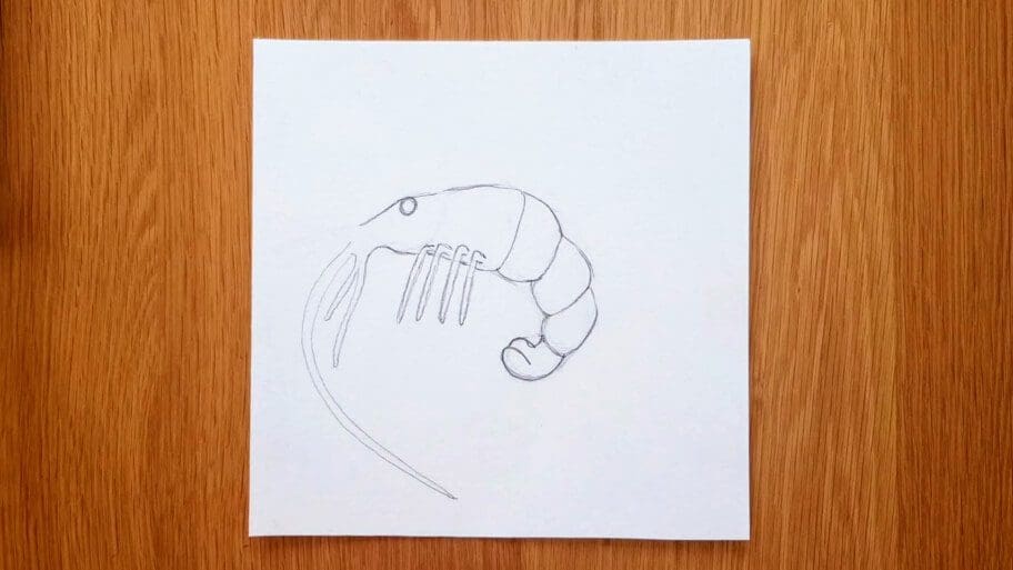 Shrimp Drawing
