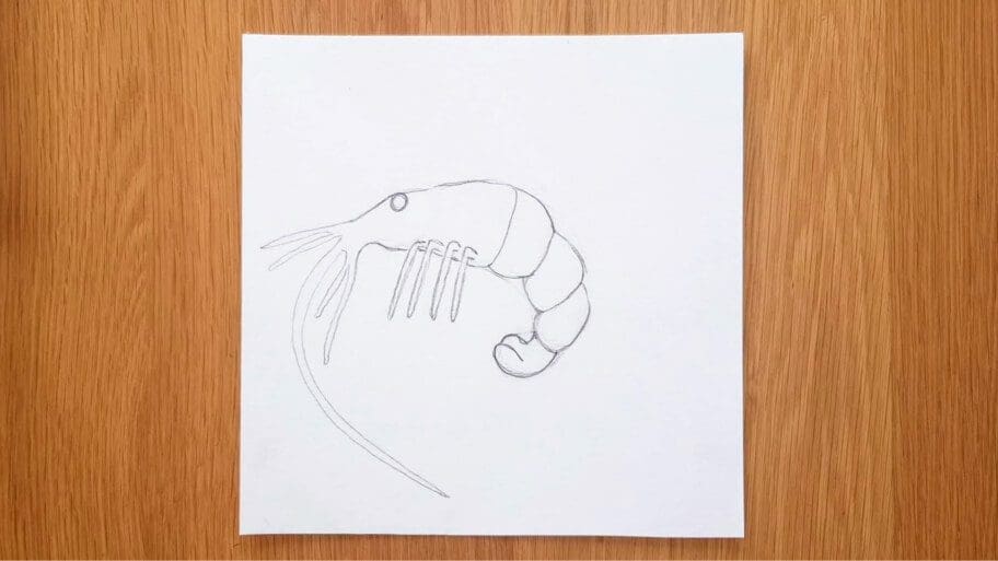 Shrimp Drawing