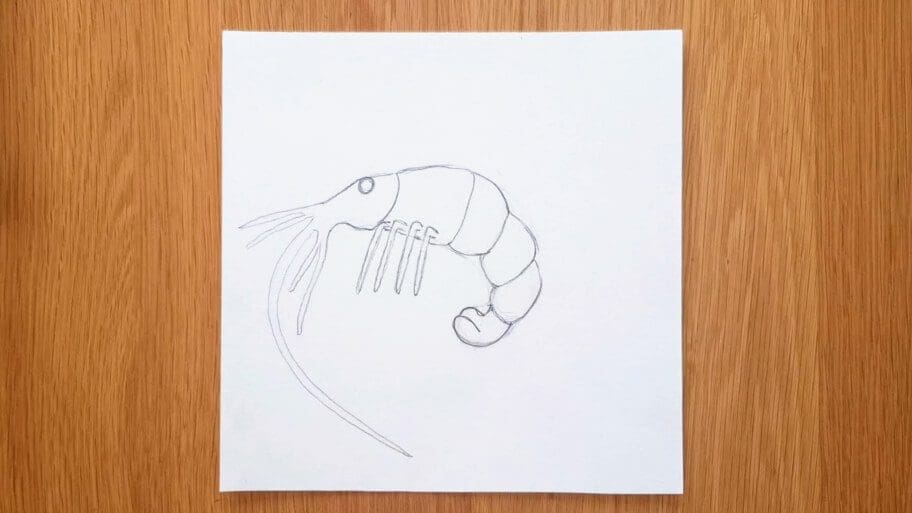 Shrimp Drawing