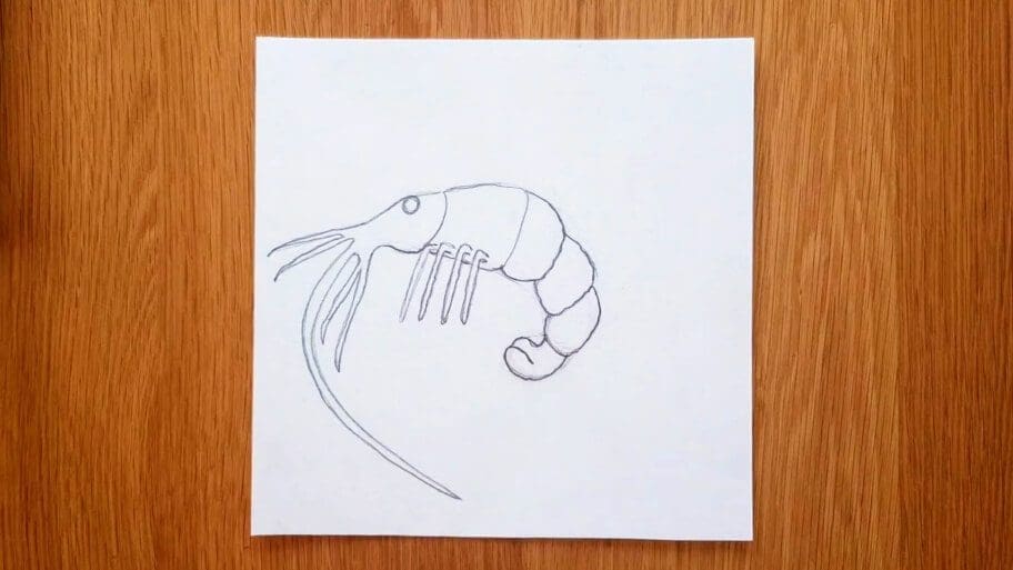 Shrimp Drawing