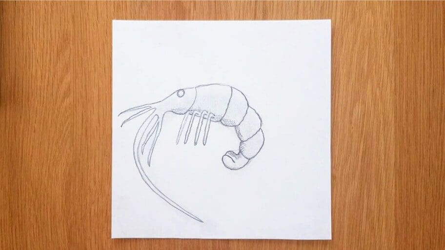 Shrimp Drawing