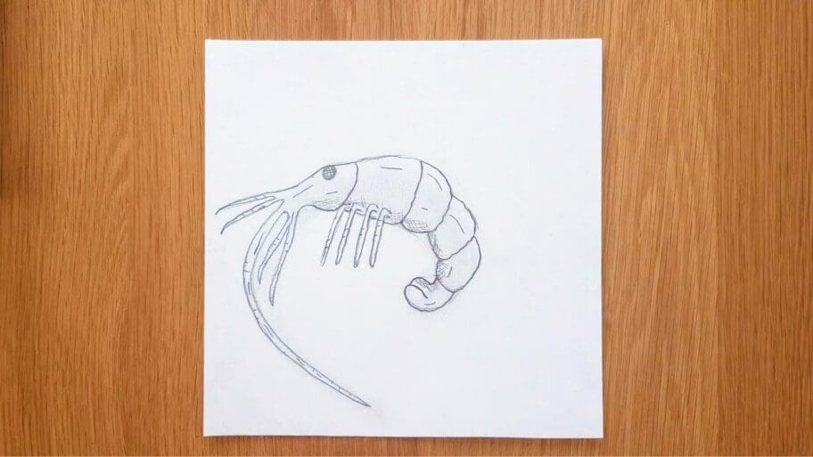 Shrimp Drawing