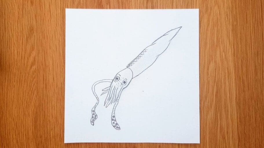 Squid Drawing