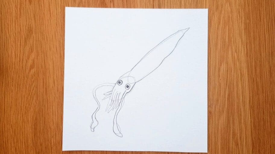 Squid Drawing
