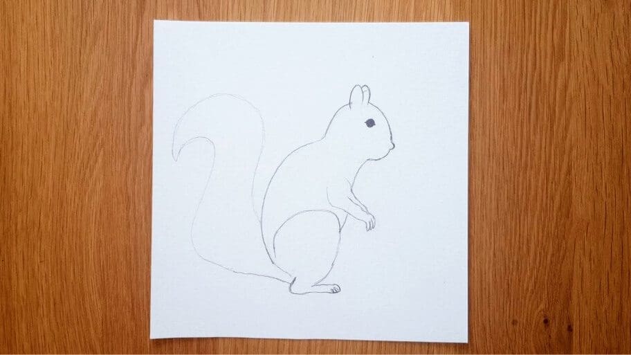 Squirrel Drawing