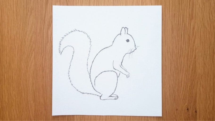 Squirrel Drawing