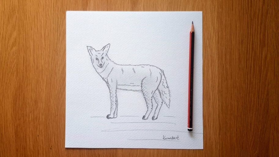 Coyote Drawing