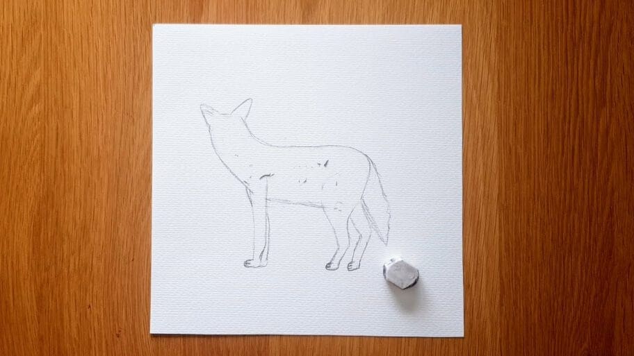 Coyote Drawing