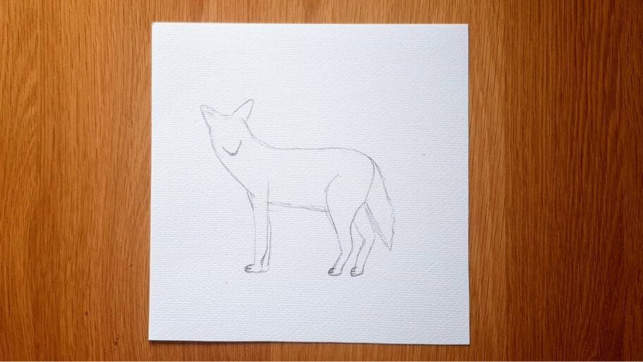 Coyote Drawing
