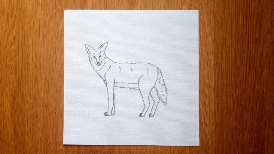 Coyote Drawing