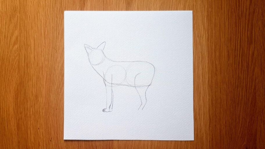 Coyote Drawing
