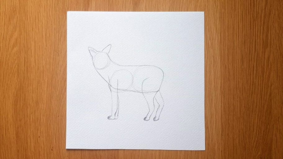 Coyote Drawing