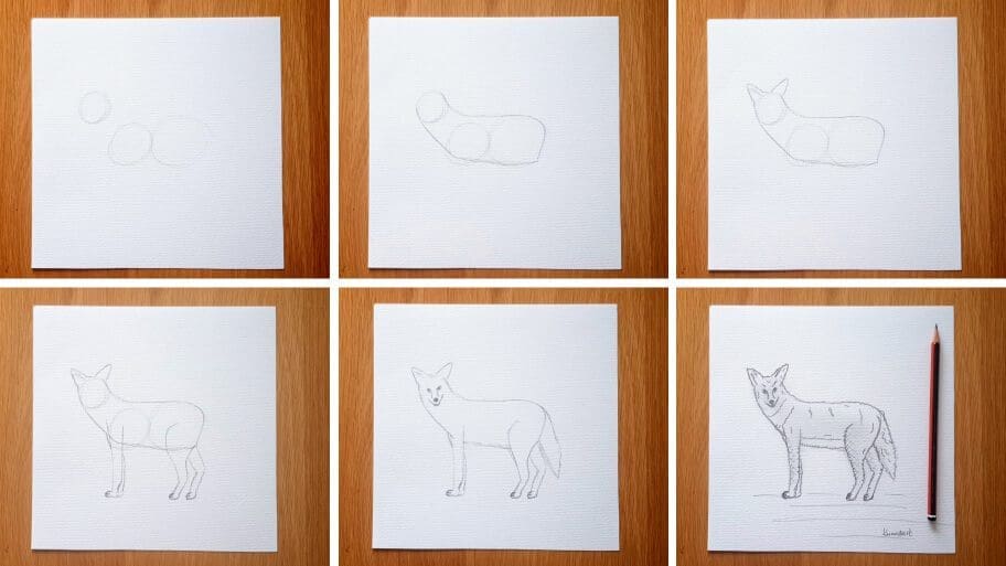 Coyote Drawing