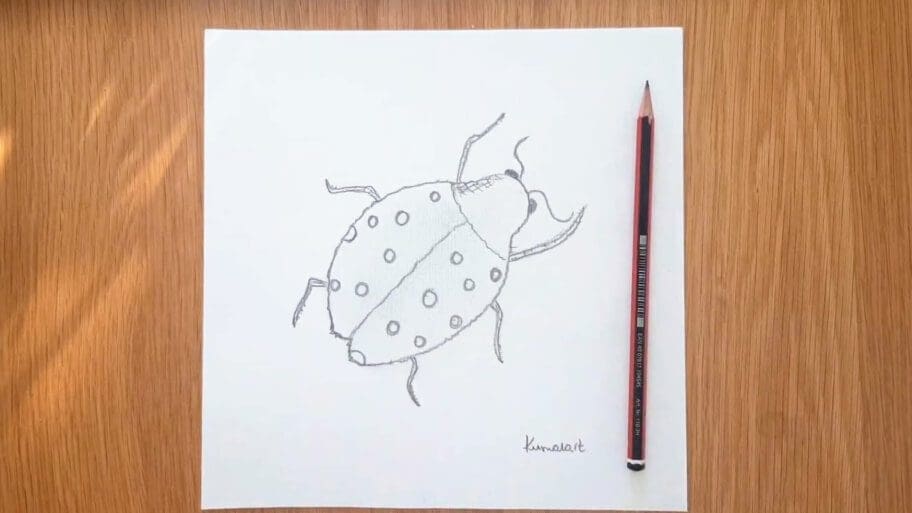 Ladybug Drawing