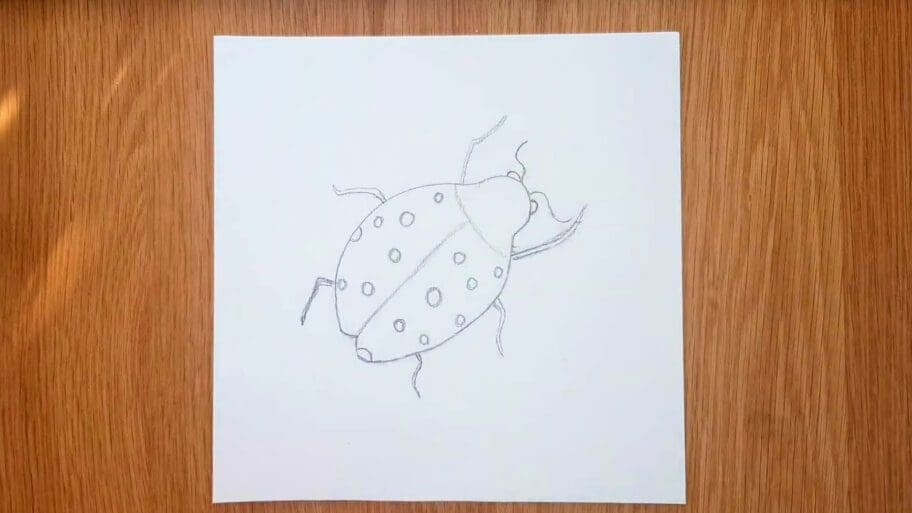 Ladybug Drawing