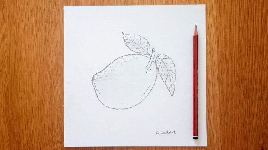 Mango Drawing