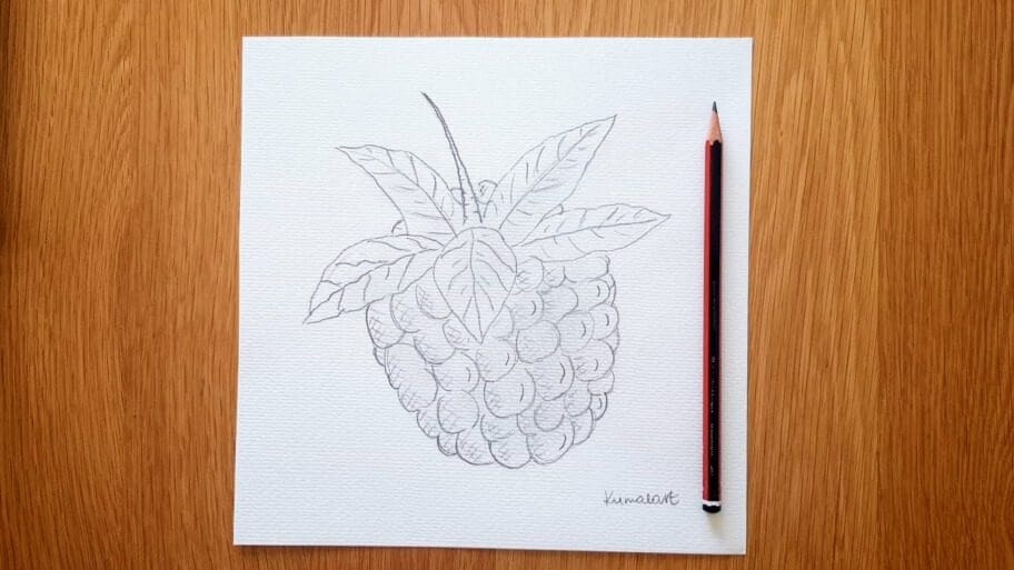Raspberry Drawing Easy
