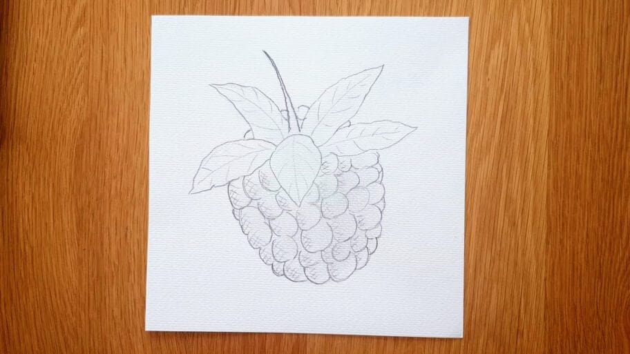 Raspberry Drawing Easy